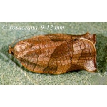 Obliquebanded Leafroller