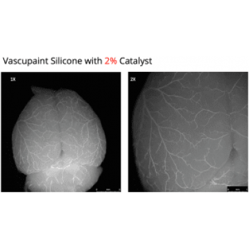 Murine Brain Vasculature with Yellow Vascupaint - courtesy Sean Marelli, UTHealth, Houston, TX