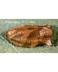 Obliquebanded Leafroller