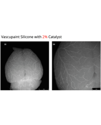Murine Brain Vasculature with Yellow Vascupaint - courtesy Sean Marelli, UTHealth, Houston, TX