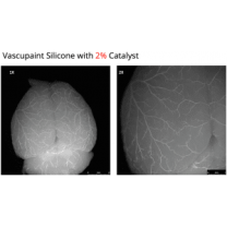 Murine Brain Vasculature with Yellow Vascupaint - courtesy Sean Marelli, UTHealth, Houston, TX