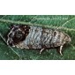Codling Moth