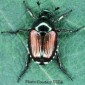 Japanese Beetle Identification