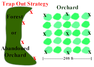 Trap-Out Strategy of Orchard Pest Control
